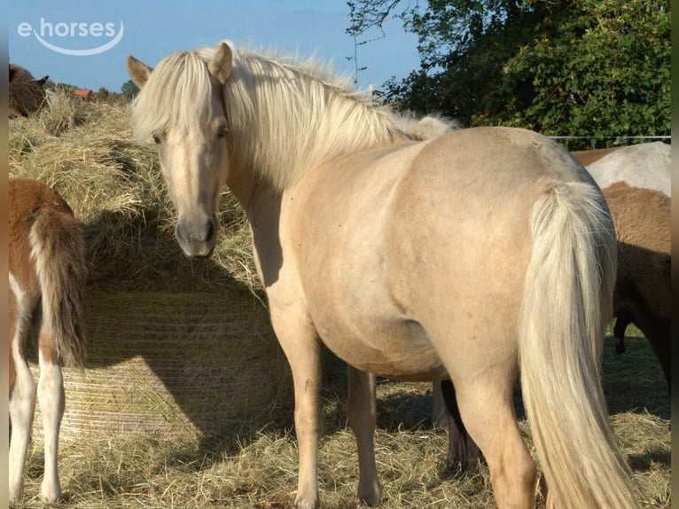 Islandais Jument 9 Ans Palomino in Neustadt am Rübenberge