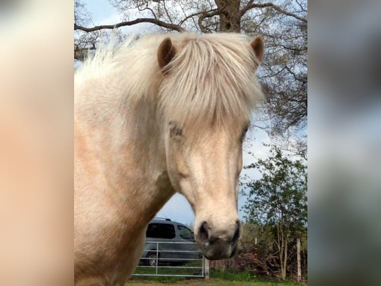 Islandais Jument 9 Ans Palomino in Neustadt am Rübenberge