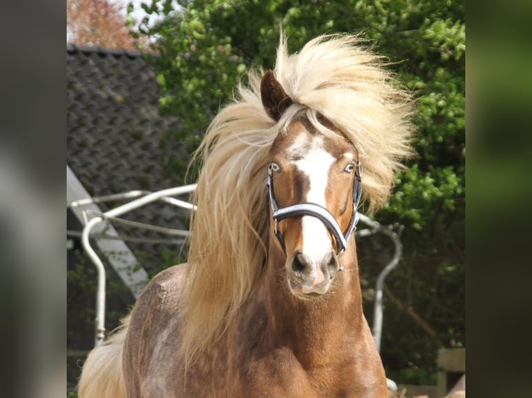 Islandais Jument Poulain (05/2025) 140 cm Pinto in Südlohn