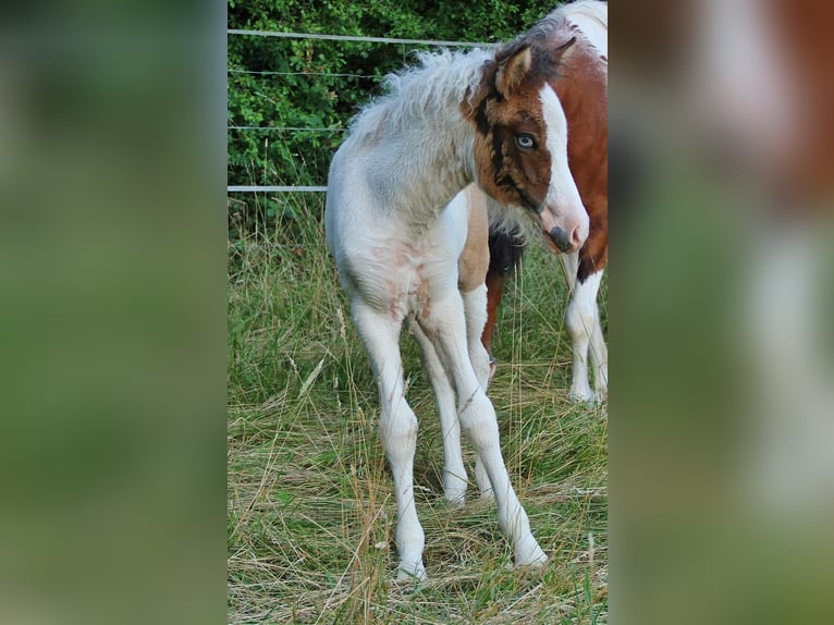 Islandais Jument Poulain (05/2025) 140 cm Pinto in Saarland