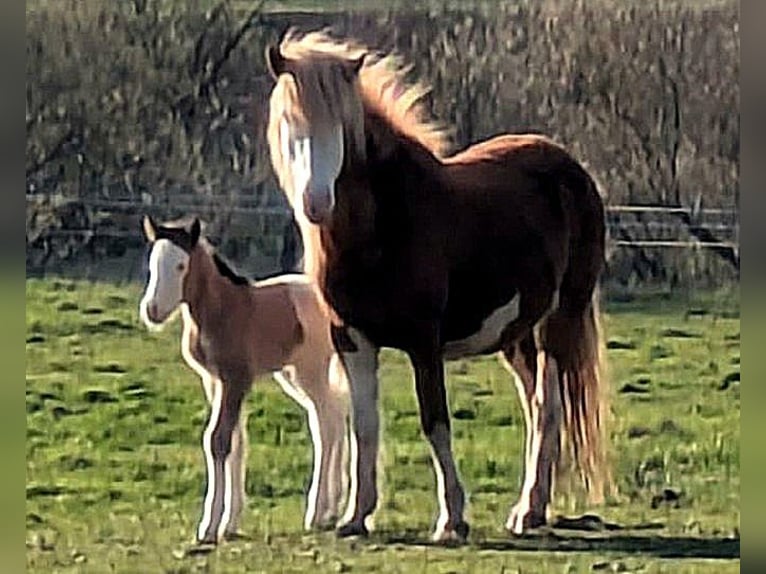 Islandais Jument Poulain (04/2026) Pinto in Neustadt am Rübenberge