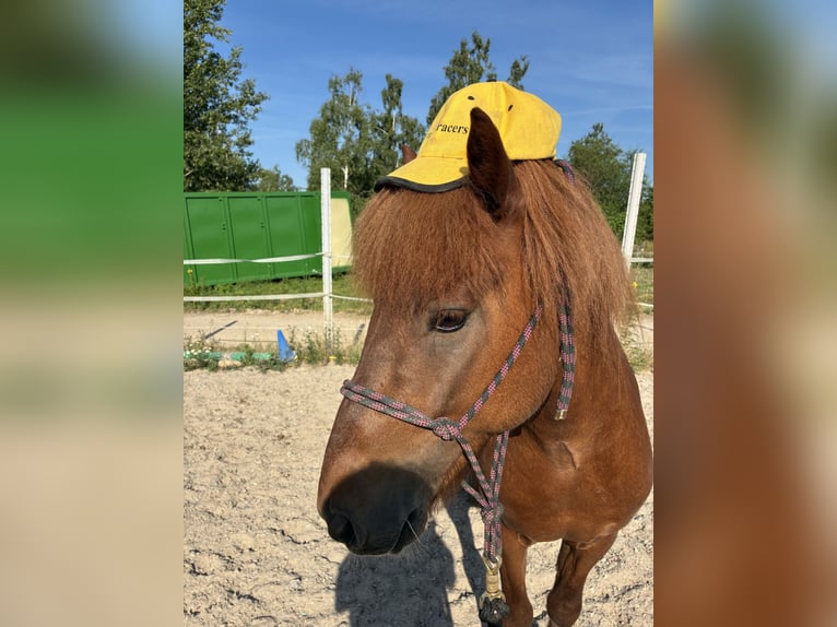 Islandpferd Hengst 10 Jahre 140 cm Dunkelfuchs in Haßloch