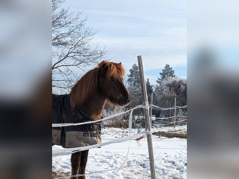 Islandpferd Hengst 10 Jahre 140 cm Dunkelfuchs in Haßloch