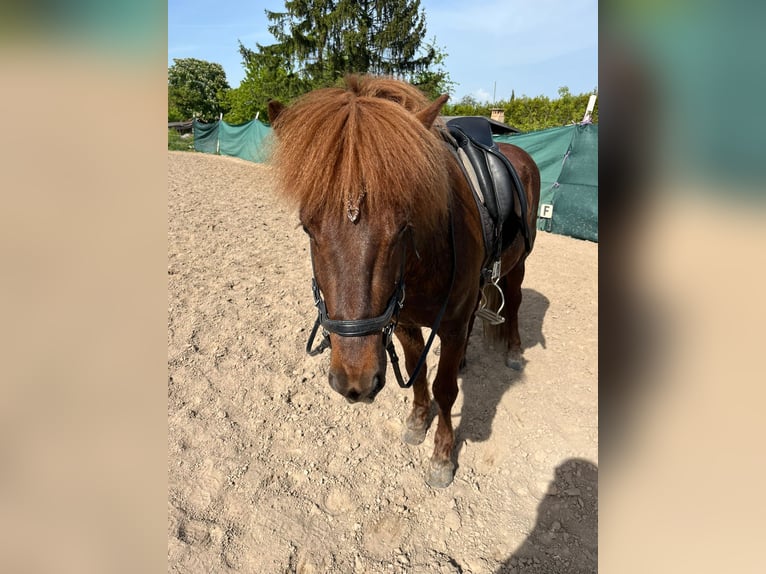 Islandpferd Hengst 10 Jahre 140 cm Dunkelfuchs in Haßloch