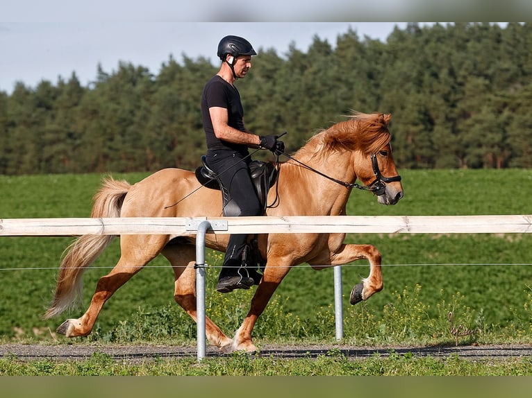 Islandpferd Hengst 10 Jahre 152 cm Falbe in Horst