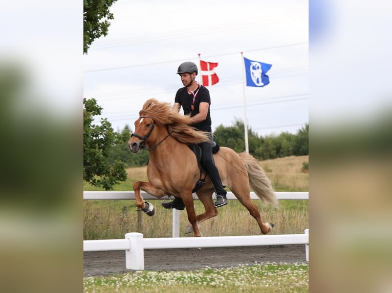 Islandpferd Hengst 10 Jahre 152 cm Falbe in Horst