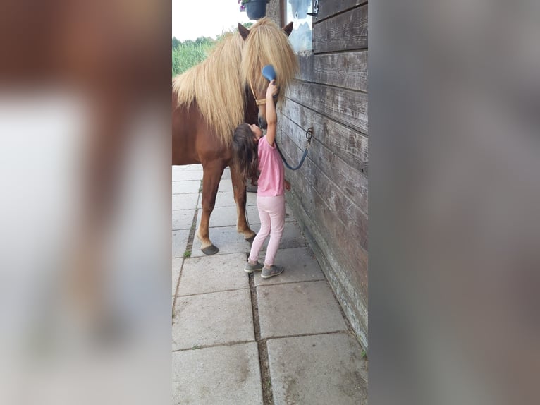 Islandpferd Hengst 11 Jahre 137 cm Fuchs in Lehre