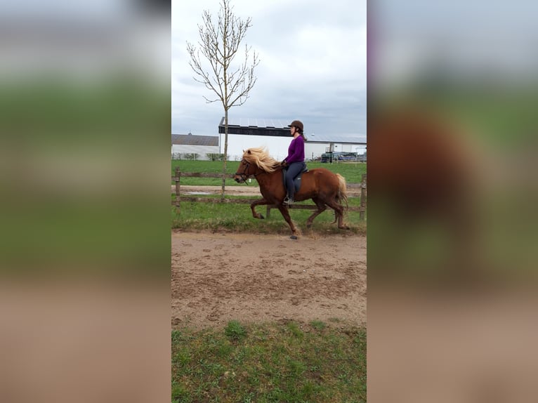 Islandpferd Hengst 11 Jahre 137 cm Fuchs in Lehre