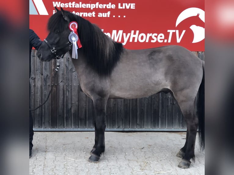 Islandpferd Hengst 11 Jahre 142 cm Falbe in Nehms