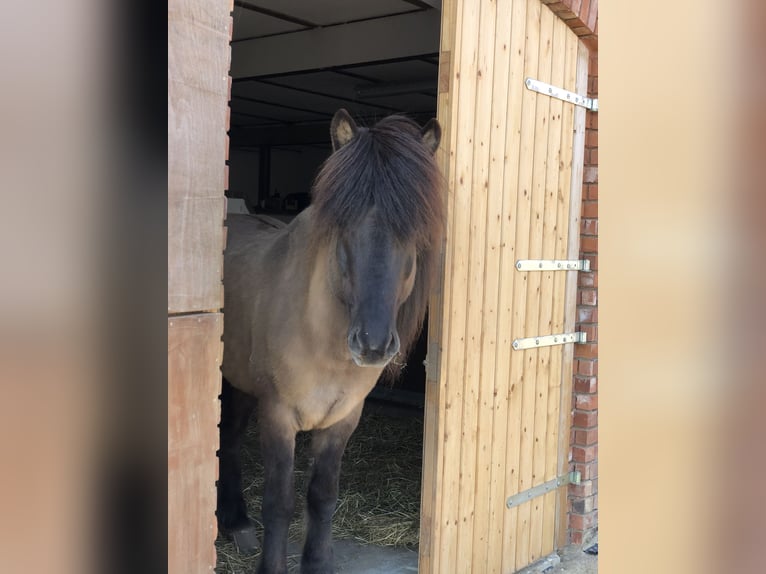 Islandpferd Hengst 11 Jahre 142 cm Falbe in Nehms