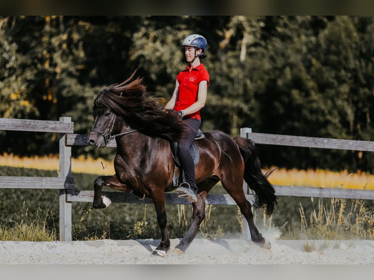 Islandpferd Hengst 11 Jahre 145 cm Rappe in Taufkirchen/Trattnach