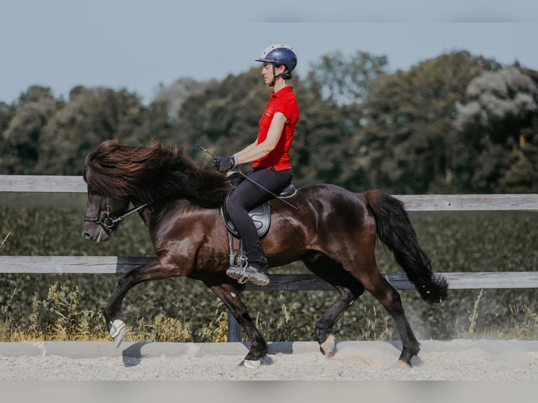 Islandpferd Hengst 11 Jahre 145 cm Rappe in Taufkirchen/Trattnach