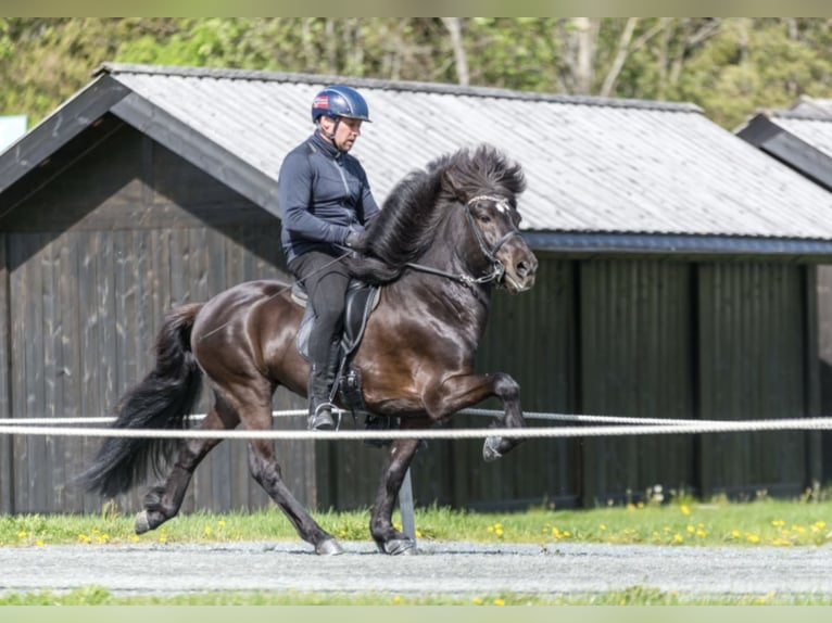 Islandpferd Hengst 12 Jahre 140 cm Rappe in N&#xF8;tter&#xF8;y