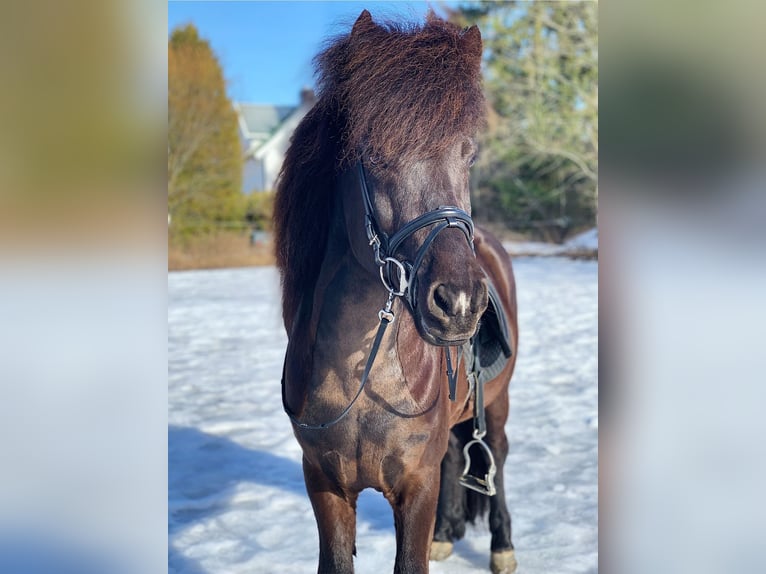 Islandpferd Hengst 12 Jahre 140 cm Rappe in N&#xF8;tter&#xF8;y