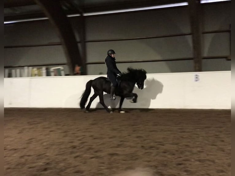 Islandpferd Hengst 12 Jahre 140 cm Rappe in N&#xF8;tter&#xF8;y