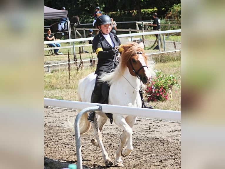 Islandpferd Hengst 12 Jahre 140 cm Schecke in Sch&#xF6;nenberg-K&#xFC;belberg