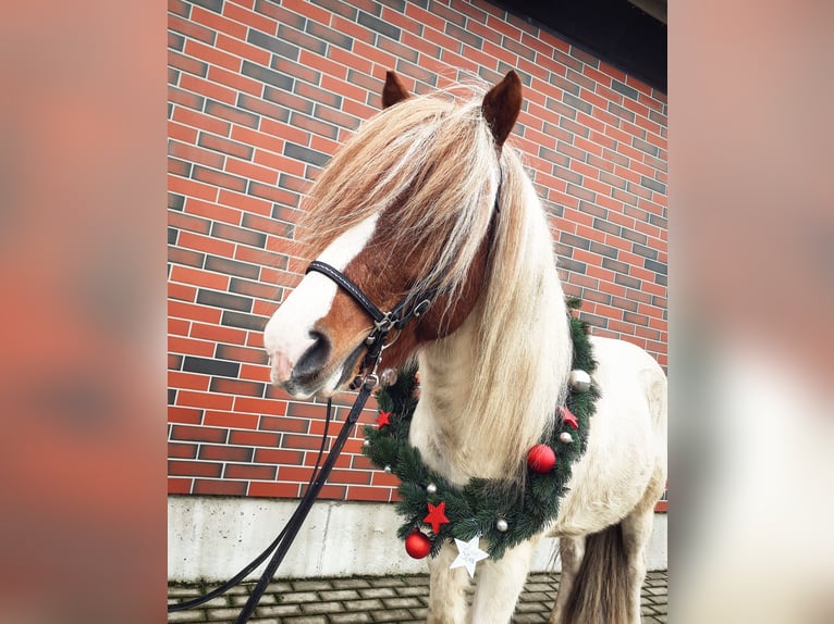 Islandpferd Hengst 12 Jahre 140 cm Schecke in Sch&#xF6;nenberg-K&#xFC;belberg