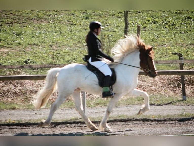 Islandpferd Hengst 12 Jahre 140 cm Schecke in Sch&#xF6;nenberg-K&#xFC;belberg