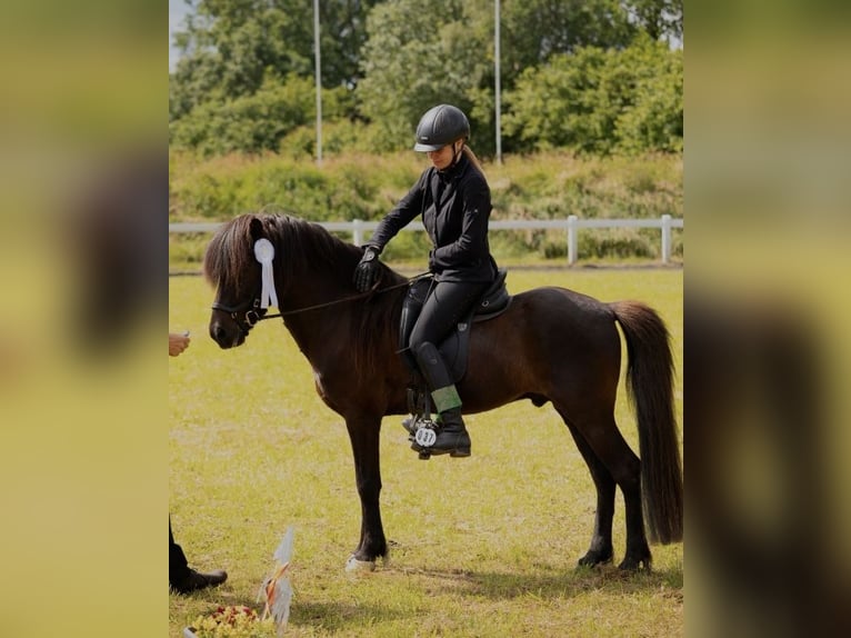 Islandpferd Hengst 12 Jahre 143 cm Rappe in Ehndorf