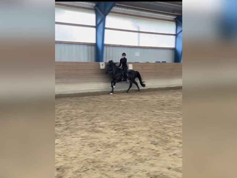 Islandpferd Hengst 12 Jahre 143 cm Rappe in Ehndorf