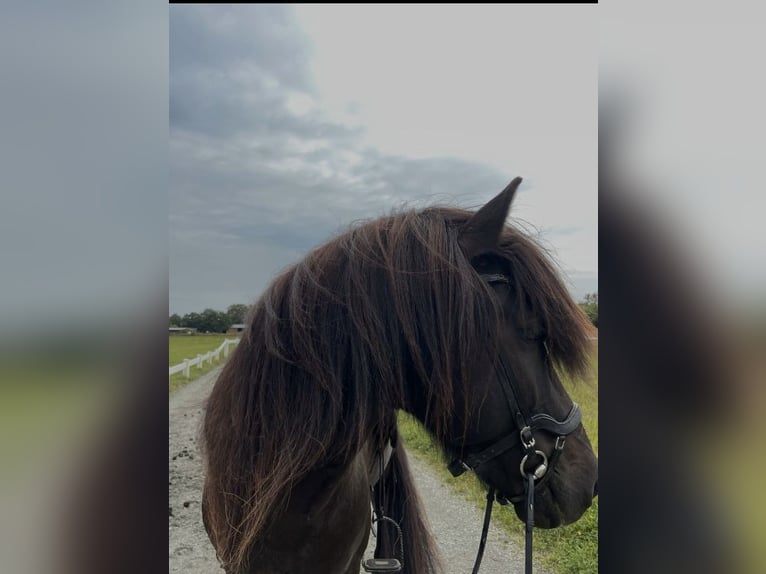 Islandpferd Hengst 12 Jahre 143 cm Rappe in Ehndorf