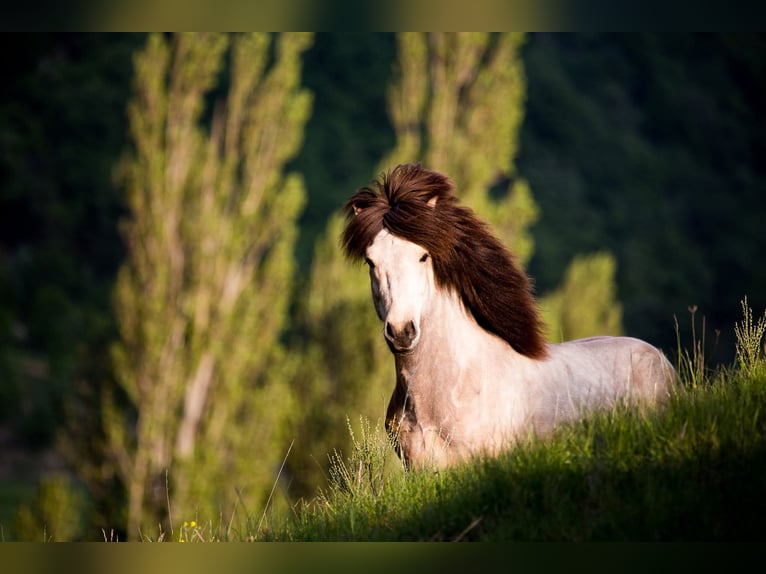 Islandpferd Hengst 14 Jahre 140 cm Buckskin in DIEULEFIT