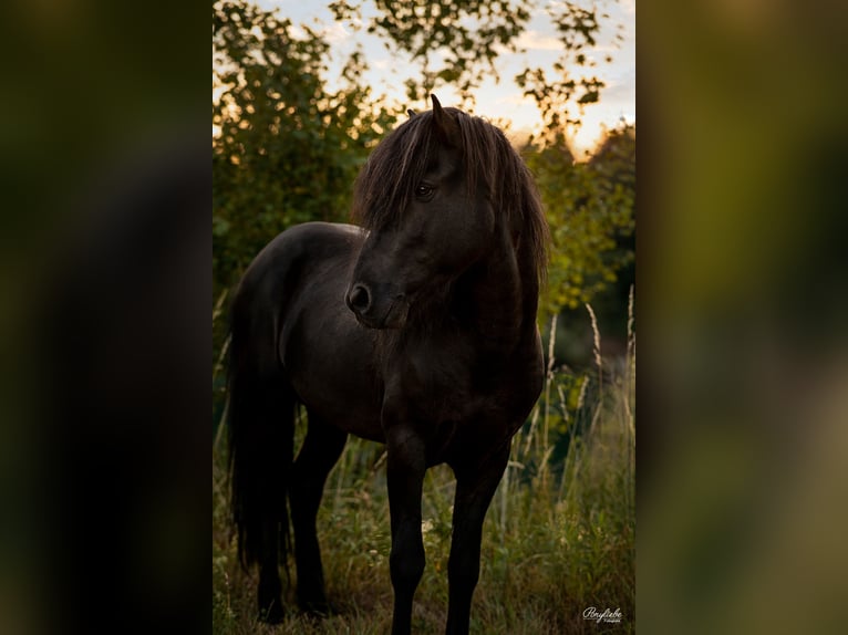 Islandpferd Hengst 14 Jahre 140 cm Rappe in Fronreute