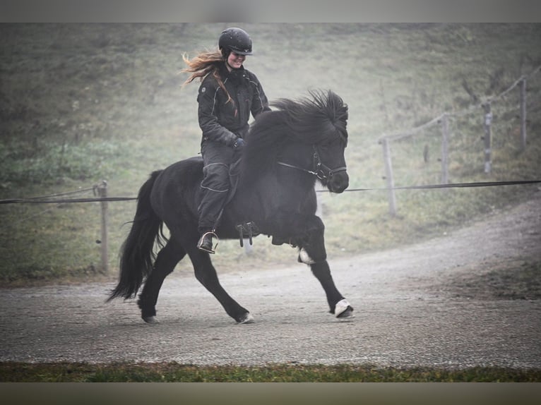 Islandpferd Hengst 14 Jahre 140 cm Rappe in Fronreute