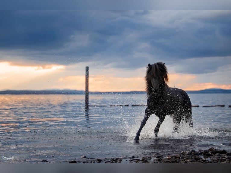 Islandpferd Hengst 14 Jahre 140 cm Rappe in Fronreute