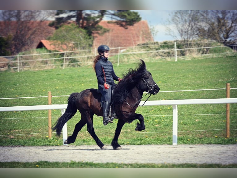 Islandpferd Hengst 14 Jahre 140 cm Rappe in Fronreute
