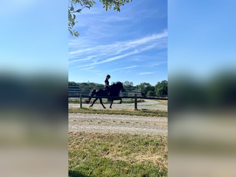 Islandpferd Hengst 14 Jahre 145 cm Rappe in Dreieich