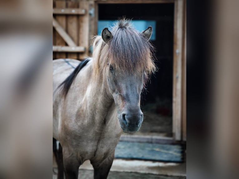 Islandpferd Hengst 15 Jahre 146 cm Falbe in Mariapfarr
