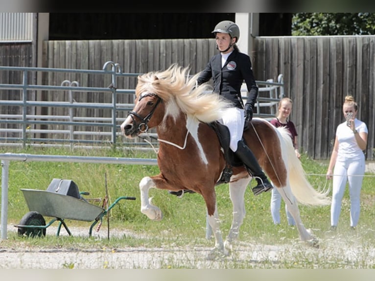 Islandpferd Hengst 17 Jahre 137 cm Schecke in Olching