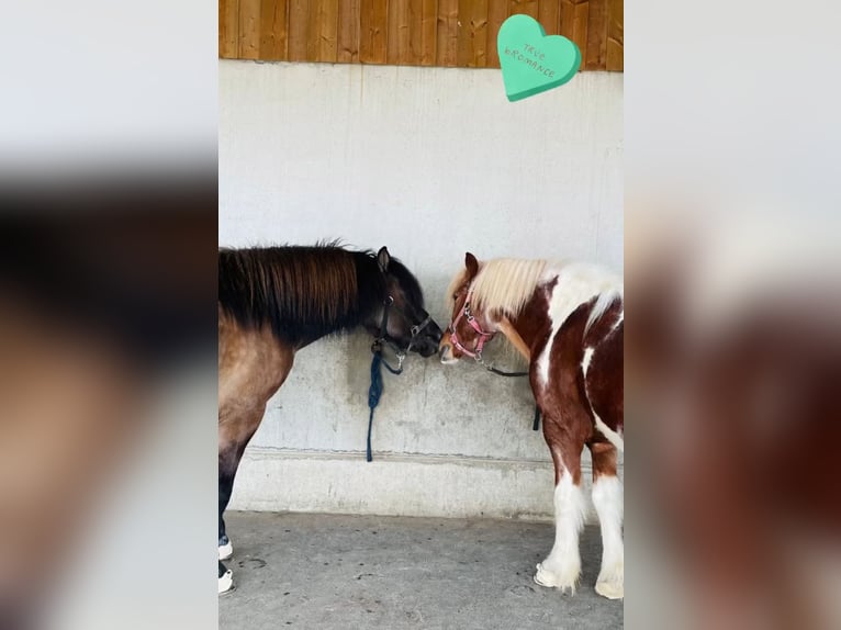 Islandpferd Hengst 17 Jahre 137 cm Schecke in Olching