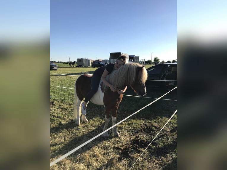 Islandpferd Hengst 17 Jahre 137 cm Schecke in Olching