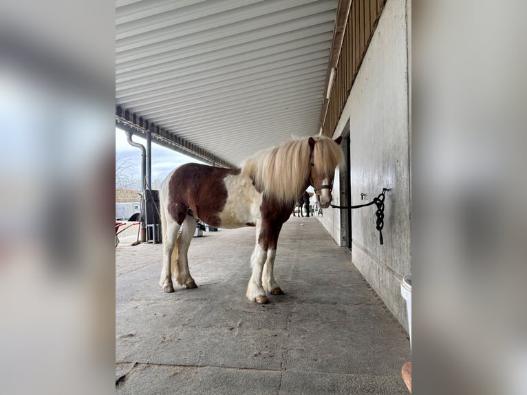 Islandpferd Hengst 17 Jahre 137 cm Schecke in Olching