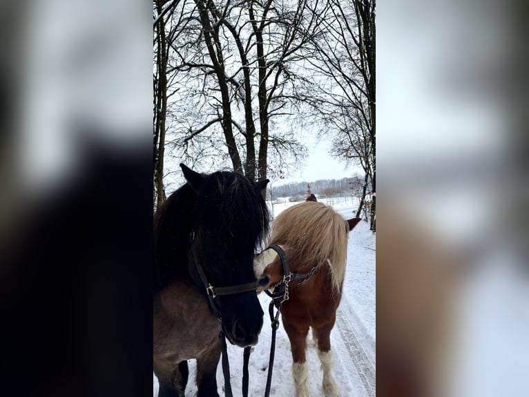 Islandpferd Hengst 17 Jahre 137 cm Schecke in Olching