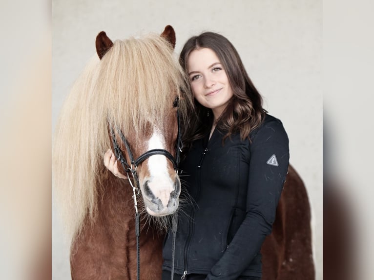 Islandpferd Hengst 17 Jahre 137 cm Schecke in Olching