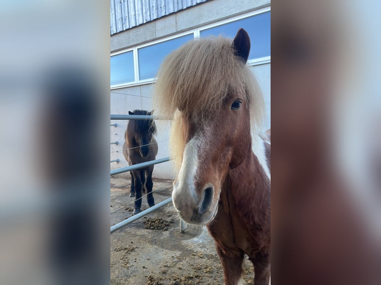 Islandpferd Hengst 17 Jahre 137 cm Schecke in Olching