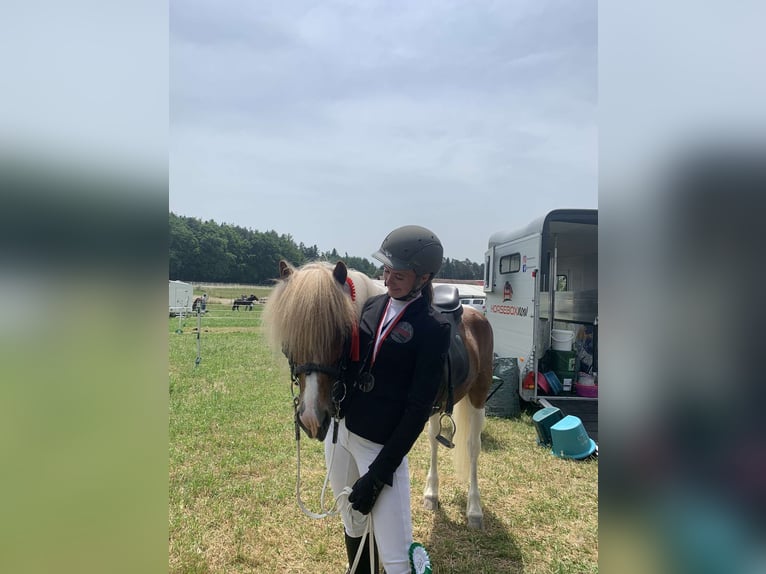 Islandpferd Hengst 17 Jahre 137 cm Schecke in Olching