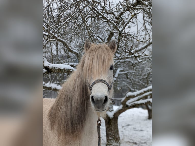Islandpferd Hengst 17 Jahre 137 cm Schimmel in Beilstein