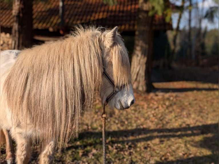 Islandpferd Hengst 17 Jahre 137 cm Schimmel in Beilstein