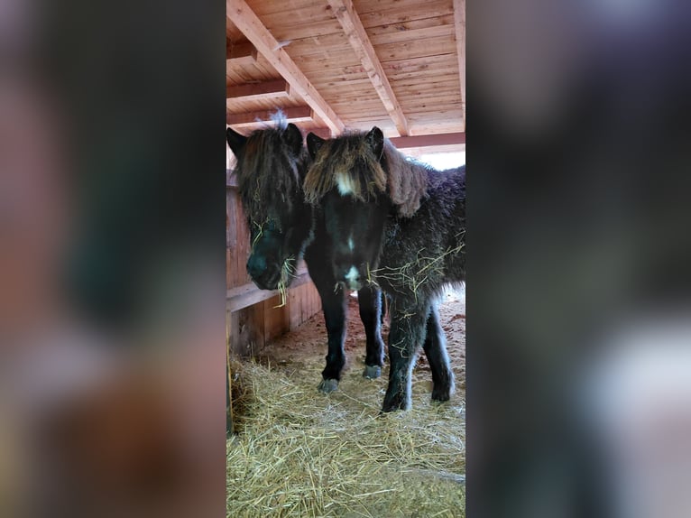 Islandpferd Hengst 1 Jahr 115 cm Rappe in Rettenbach