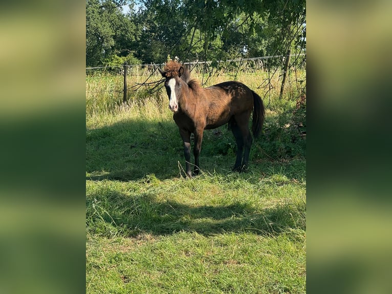 Islandpferd Hengst 1 Jahr 115 cm Rappe in VelbertVelbert