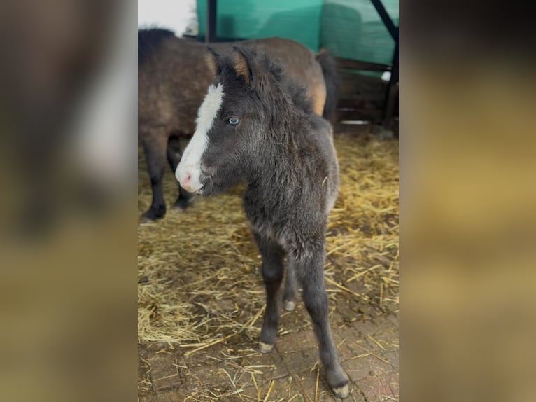 Islandpferd Hengst 1 Jahr 115 cm Rappe in VelbertVelbert