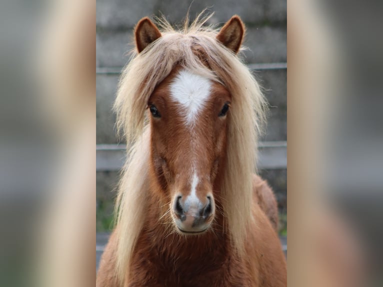 Islandpferd Hengst 1 Jahr 125 cm Roan-Red in Markt Wald Islandpferd Hengst 1 Jahr 125 cm Roan-Red in Markt Wald