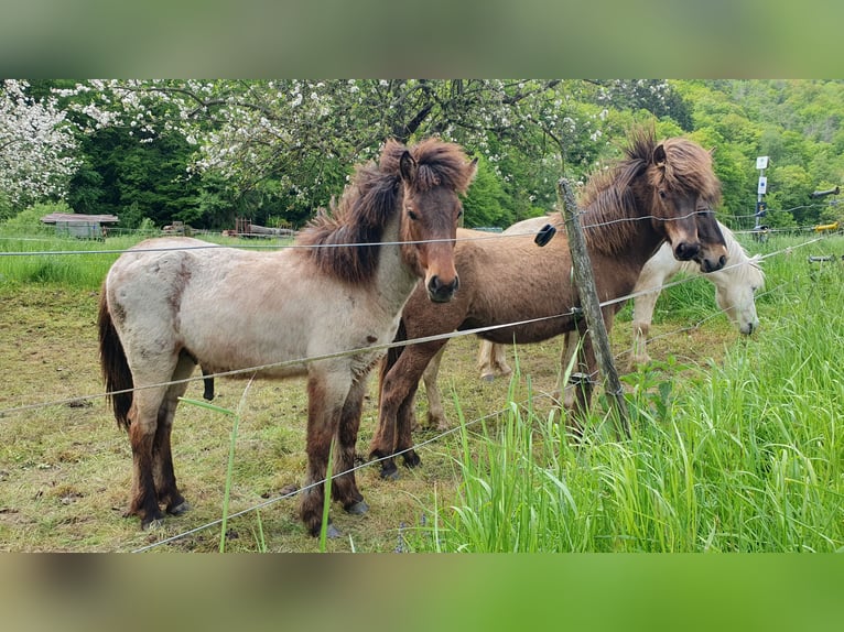 Islandpferd Hengst 1 Jahr 137 cm Brauner in Kaltenborn