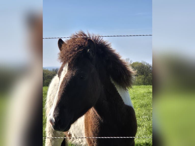 Islandpferd Hengst 1 Jahr 138 cm Tobiano-alle-Farben in Zell