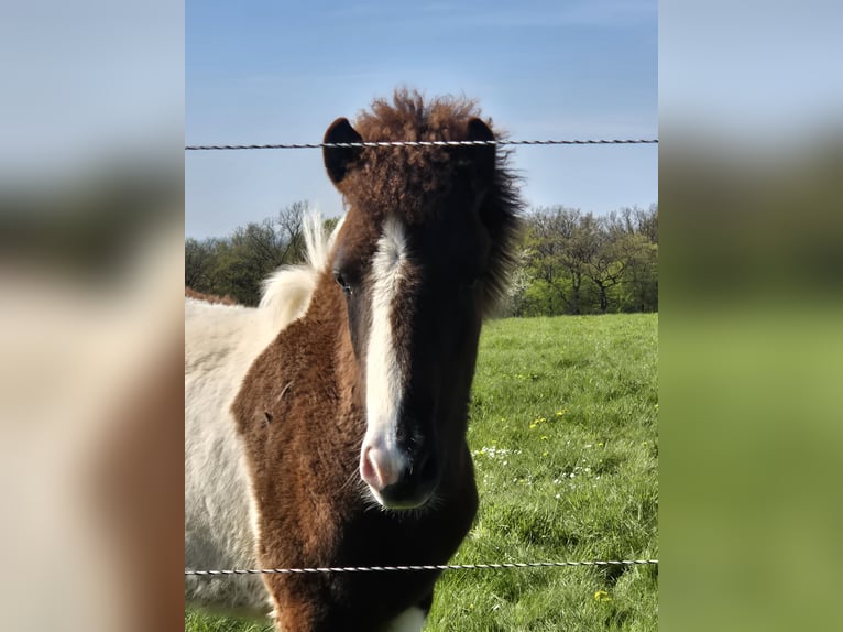 Islandpferd Hengst 1 Jahr 138 cm Tobiano-alle-Farben in Zell