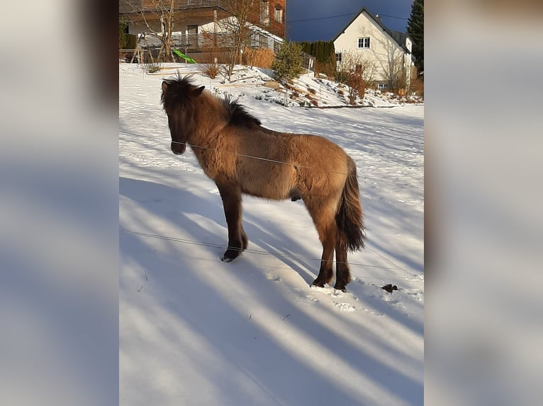 Islandpferd Hengst 1 Jahr 139 cm in Ulrichsberg